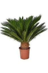 Sikas Palmiye Ağacı Tohumu  2 Adet thumbnail 1