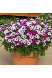 Afrika Papatyası Çiçeği Tohumu 10 Adet thumbnail 1