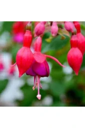 Kırmızı Küpeli Çiçeği Tohumu 10 adet thumbnail 1
