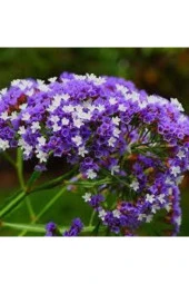 Deniz Lavantası Çiçeği Tohumu 10 Adet thumbnail 1