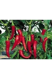 Acı Samandağ Biberi Tohumu  10 Adet thumbnail 2