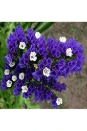 Deniz Lavantası Çiçeği Tohumu 10 Adet thumbnail 2