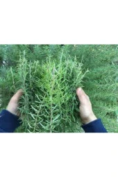 10 Adet Nadir Biberiye Bitkisi Tohumu - 3