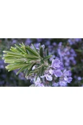 10 Adet Nadir Biberiye Bitkisi Tohumu - 4