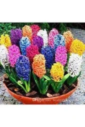 Karışık Renkli Sümbül Çiçeği Tohumu 10 Adet thumbnail 2