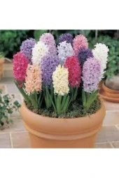 Karışık Renkli Sümbül Çiçeği Tohumu 10 Adet thumbnail 3