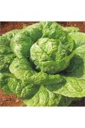 50 Adet Göbekli Yedikule Marul Tohumu thumbnail 1