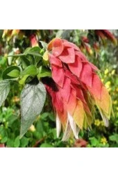 Tilki Kuyruğu Çiçeği Tohumu  20 Adet thumbnail 1