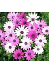 Afrika Papatyası Çiçeği Tohumu 10 Adet thumbnail 2