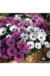 Afrika Papatyası Çiçeği Tohumu 10 Adet thumbnail 3