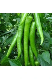 Sivri Acı Demre Biber Tohumu 150 Adet thumbnail 3