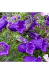 10 Adet Çan Kadehi Çiçeği Tohumu thumbnail 1