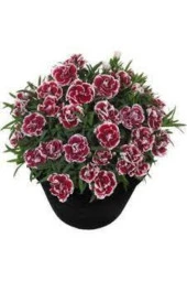 Çin Karanfili Çiçeği Tohumu 10 adet thumbnail 1