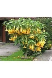 5 Adet  Angel Turumpet Çiçeği Tohumu thumbnail 1