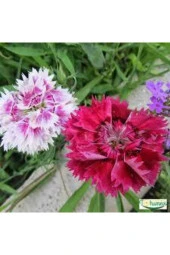 10 Adet Bodur Karanfil Çiçeği Tohumu thumbnail 3