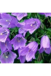 10 Adet Çan Kadehi Çiçeği Tohumu thumbnail 2