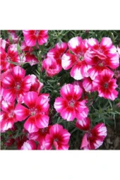 Çin Karanfili Çiçeği Tohumu 10 adet thumbnail 2