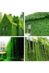 Amerakan Sarmaşık Tohumu  20 Adet thumbnail 2