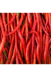 30 Adet Şili Biberi Tohumu thumbnail 4