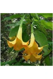 5 Adet  Angel Turumpet Çiçeği Tohumu thumbnail 3