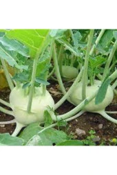 175 Adet Süper Paket Alabaş Tohumu thumbnail 2