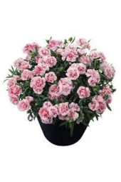 10 Adet Bodur Karanfil Çiçeği Tohumu thumbnail 1