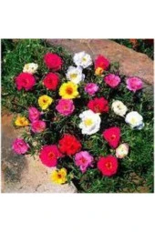 10 Adet Ipek Şellaki Çiçeği Tohumu thumbnail 2