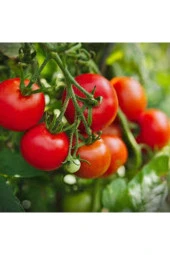 10 Adet Ankara Ayaş Domatesi Tohumu thumbnail 3