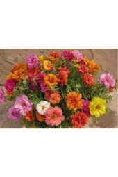 10 Adet Ipek Şellaki Çiçeği Tohumu thumbnail 3