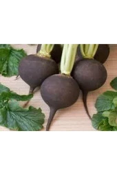 Siyah İri Turp Tohumu  50'li thumbnail 3