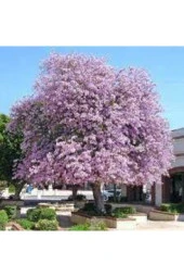 3 Adet Orkide Ağacı Tohumu thumbnail 1