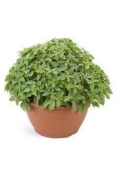 30 Adet Reyhan Çiçeği Tohumu thumbnail 1