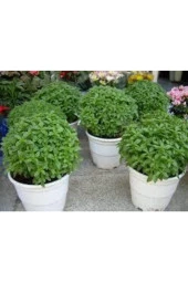 30 Adet Reyhan Çiçeği Tohumu thumbnail 2