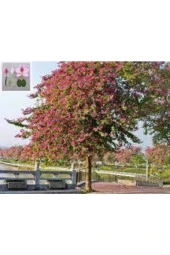 3 Adet Orkide Ağacı Tohumu thumbnail 2