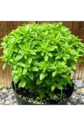 30 Adet Reyhan Çiçeği Tohumu thumbnail 3