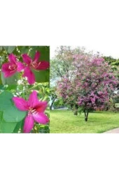 3 Adet Orkide Ağacı Tohumu thumbnail 3