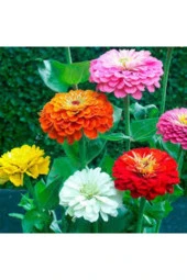 Zinna Çiçeği Tohumu 20 Adet thumbnail 1