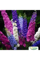 Hezaren Çiçeği Tohumu  10 Adet thumbnail 2