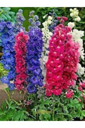 Hezaren Çiçeği Tohumu  10 Adet thumbnail 3