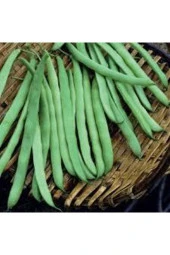 65 Adet Fasulye Tohumu thumbnail 1