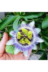 10 Adet Passiflora Çiçeği Tohumu thumbnail 2