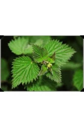 100 Adet  Isırgan Otu Tohumu thumbnail 2