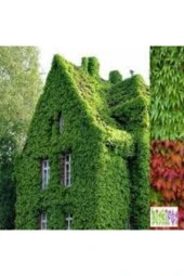 Yeşil 10 Adet Amerikan Sarmaşık Tohumu Amerikan Sarmaşığı Tohumu Saksı Toprak thumbnail 1