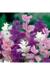 Tohıum Adaçayı Çiçeği Tohumu Mor Ada Çay Çiçek Tohumu 10 Adet - 1