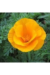 Acem Lalesi  Çiçek Tohumu thumbnail 3