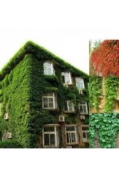 Yeşil 10 Adet Amerikan Sarmaşık Tohumu Amerikan Sarmaşığı Tohumu Saksı Toprak thumbnail 2