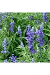 Tohıum Adaçayı Çiçeği Tohumu Mor Ada Çay Çiçek Tohumu 10 Adet - 2