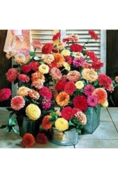 Zinna Çiçeği Tohumu 20 Adet thumbnail 3