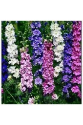 Hezaren Çiçeği Tohumu  10 Adet thumbnail 1