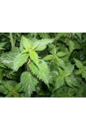 100 Adet  Isırgan Otu Tohumu thumbnail 3